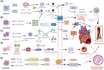 Pathological mechanisms and crosstalk among various cell death pathways in cardiac involvement of systemic lupus erythematosus